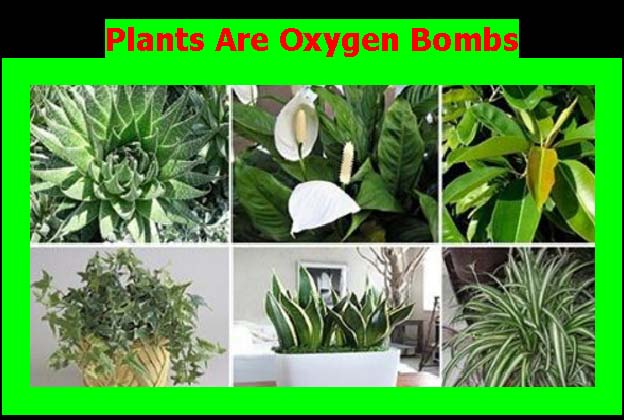 Plants_Are_Oxygen_Bombs.jpg